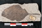 Foto (Detailansicht) von Zizyphus paradisiacus Unger (NHMW-GEO-2024-0188-6672)